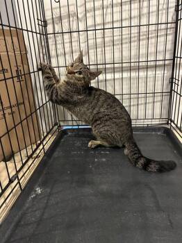 HAZEL -  Domestic Short Hair Cat for Adoption in Fort Myers, Florida - HAZEL | PetCurious