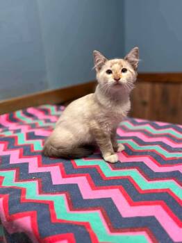 Clair -  Siamese Cat for Adoption in Glocester, Rhode Island - Clair | PetCurious