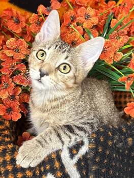 7/27/26 Glinda -  Domestic Short Hair Cat for Adoption in Stillwater, Oklahoma - 7/27/26 Glinda | PetCurious