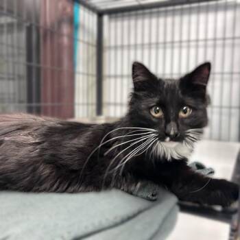 Crafty Curtis -  Domestic Medium Hair Cat for Adoption in Davenport, Iowa - Crafty Curtis | PetCurious