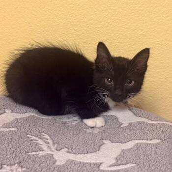 Domestic Short Hair Cats Available for Adoption in Flagstaff, Arizona - Rocket | PetCurious
