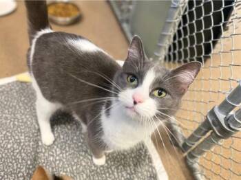 ALEXA -  Domestic Short Hair Cat for Adoption in Fort Wayne, Indiana - ALEXA | PetCurious
