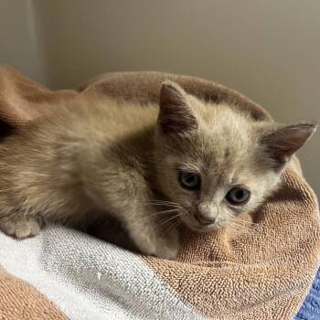 72327 -  Domestic Short Hair Cat for Adoption in Harrisonburg, Virginia - 72327 | PetCurious