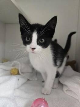 Eggs -  Domestic Short Hair Cat for Adoption in Savannah, Georgia - Eggs | PetCurious