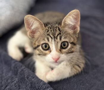 Rescue Tabby Cats for Adoption in Frisco, Texas - Huckleberry Finn | PetCurious