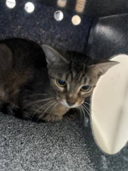 MAMMIE -  Domestic Short Hair Cat for Adoption in Dallas, Texas - MAMMIE | PetCurious