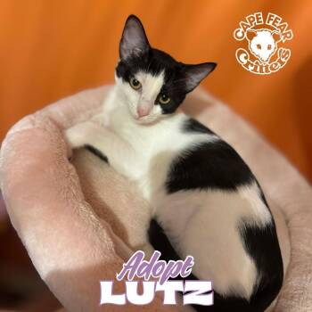Domestic Medium Hair Cats Available for Adoption - Lutz | PetCurious