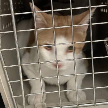 Domestic Short Hair Cats Available for Adoption - Lilly | PetCurious