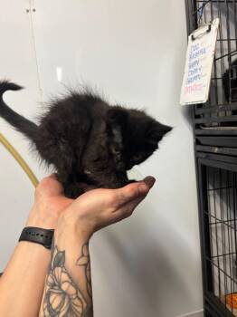 Bill -  Domestic Medium Hair Cat Available for Adoption in Algona, Iowa - Bill | PetCurious