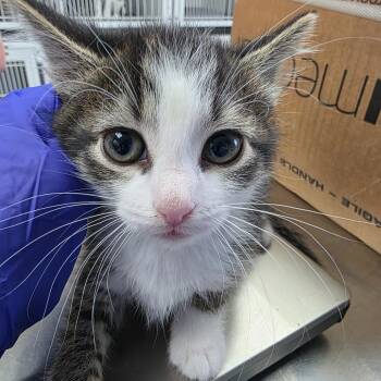 Domestic Short Hair Cats Available for Adoption in Duncan, Oklahoma - Twilight Sparkle | PetCurious