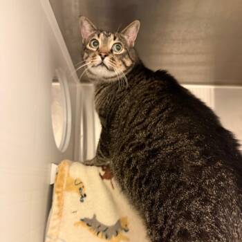 Bob -  Domestic Short Hair Cat for Adoption in Council Bluffs, Iowa - Bob | PetCurious