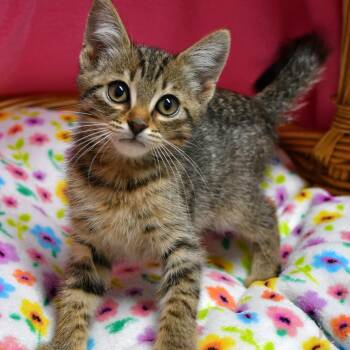 BAC-Stray-142245 -  Domestic Short Hair Cat for Adoption in Beaumont, Texas - BAC-Stray-142245 | PetCurious