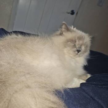 Nala -  Persian Cat for Adoption in Rochester, Minnesota - Nala | PetCurious