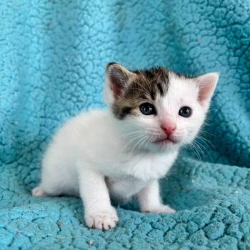 Rye -  Domestic Short Hair Cat for Adoption in Smithville, Tennessee - Rye | PetCurious