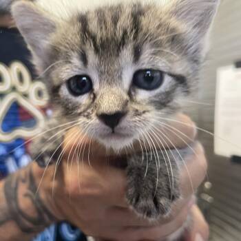 Gigi -  Domestic Short Hair Cat for Adoption in Buffalo, Wyoming - Gigi | PetCurious