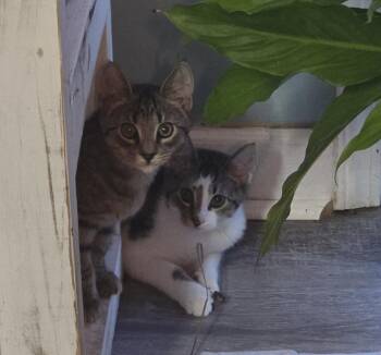 Rescue Domestic Short Hair Cats for Adoption in Myrtle Beach, South Carolina - Robert & Frank | PetCurious