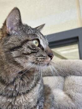 Tabby Cats Available for Adoption - Andy | PetCurious