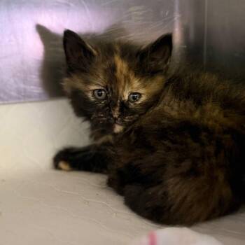 Domestic Long Hair Cats Available for Adoption in Fort Smith, Arkansas - McFlurry | PetCurious
