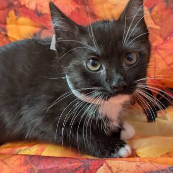 Rescue Domestic Medium Hair Cats for Adoption in Chesapeake, Virginia - Zebra | PetCurious