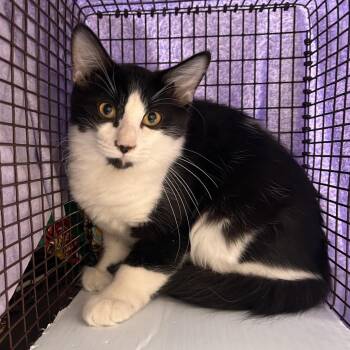 Booger -  Domestic Short Hair Cat for Adoption in Reno, Nevada - Booger | PetCurious
