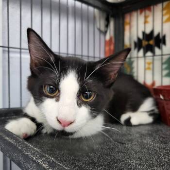 Rescue Domestic Medium Hair Cats for Adoption in Middleburg, Florida - Chenin 27841 | PetCurious