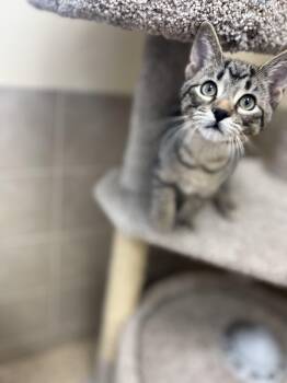 Rescue Domestic Short Hair Cats for Adoption in Kerrville, Texas - Tank | PetCurious