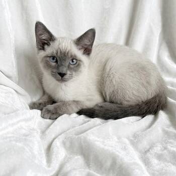 Violet -  Siamese Cat for Adoption in Miami, Florida - Violet | PetCurious