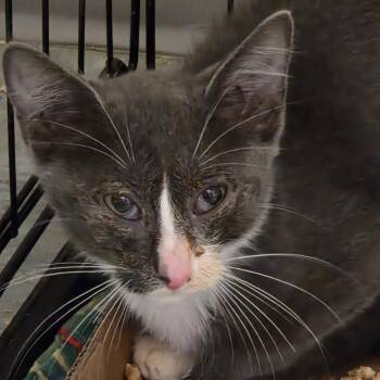 Rescue Domestic Short Hair Cats for Adoption in Branson, Missouri - Five | PetCurious