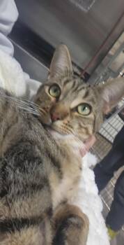 Rescue Domestic Short Hair Cats for Adoption in Macomb, Michigan - Nemo | PetCurious