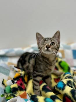 Liora -  Tabby Cat for Adoption in Newberg, Oregon - Liora | PetCurious