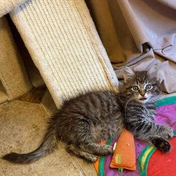 Peony -  Domestic Long Hair Cat for Adoption in Las Vegas, Nevada - Peony | PetCurious