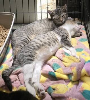 Rescue Domestic Short Hair Cats for Adoption in Anderson, Indiana - Mischief | PetCurious