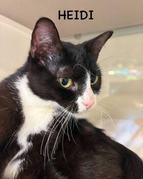 Domestic Short Hair Cats Available for Adoption in Hazlet, New Jersey - Heidi | PetCurious