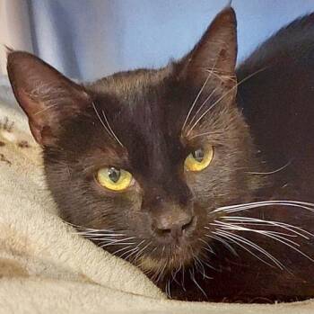 Domestic Short Hair Cats Available for Adoption in Sequim, Washington - OREO | PetCurious