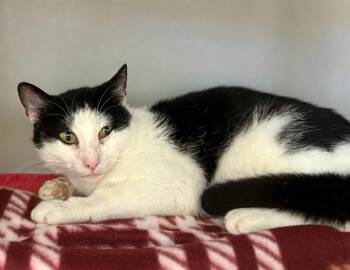 Domestic Short Hair Cats Available for Adoption in Salinas, California - ARABELLA | PetCurious