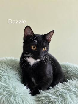 Dazzel -  Domestic Short Hair Cat for Adoption in Oviedo, Florida - Dazzel | PetCurious