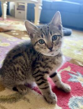 Tabby Cats Available for Adoption in West Palm Beach, Florida - Martin * | PetCurious