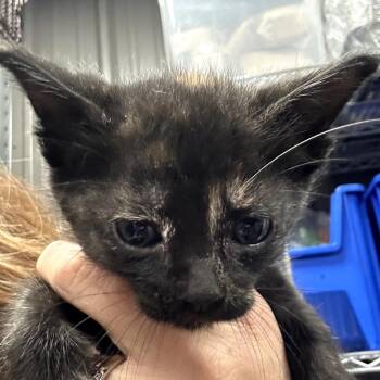 Domestic Short Hair Cats Available for Adoption in Midland, Texas - Starburst | PetCurious