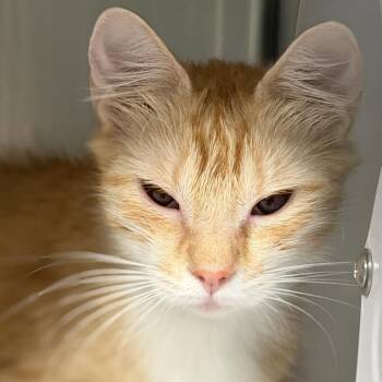 Eggs *Bonded with Bacon* Avail by Appt -  Domestic Medium Hair Cat for Adoption in Kennebunk, Maine - Eggs *Bonded With Bacon* Avail By Appt | PetCurious