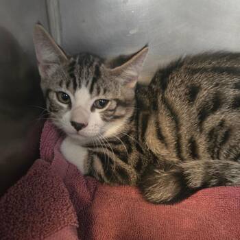 Tres -  Domestic Short Hair Cat for Adoption in San Jacinto, California - Tres | PetCurious
