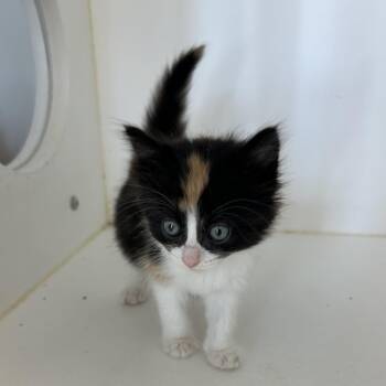 Domestic Medium Hair Cats Available for Adoption in Portland, Texas - Tutu | PetCurious