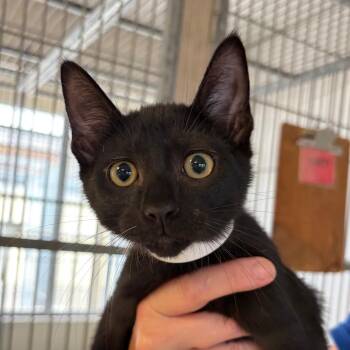 Blanton -  Domestic Short Hair Cat Available for Adoption in Goleta, California - Blanton | PetCurious