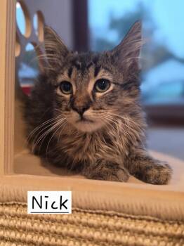 Nick            GFRCC -  Domestic Medium Hair Cat for Adoption in Metamora, Illinois - Nick            GFRCC | PetCurious