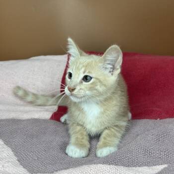 Pina Colada -  Domestic Short Hair Cat for Adoption in San Antonio, Texas - Pina Colada | PetCurious