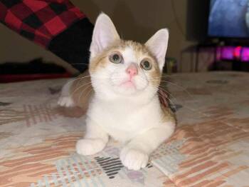 Rescue Domestic Short Hair Cats for Adoption in Homer Glen, Illinois - Canelo | PetCurious