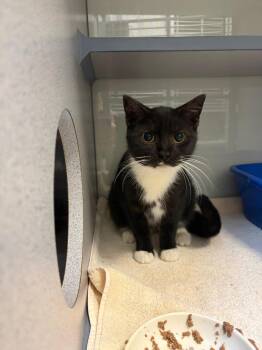 Domestic Short Hair Cats Available for Adoption - Raina | PetCurious