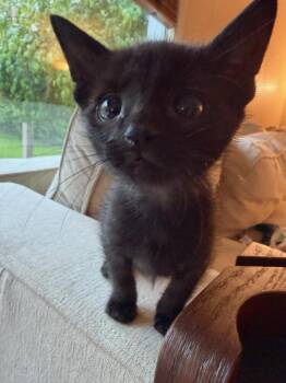 Ralph -  Domestic Short Hair Cat for Adoption in Lorain, Ohio - Ralph | PetCurious