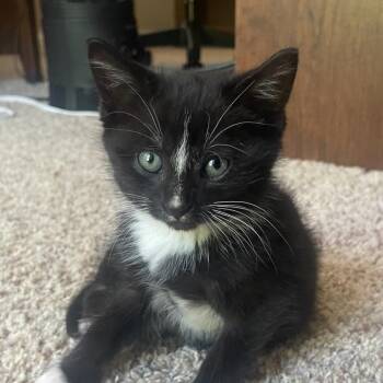 Danny -  Domestic Short Hair Cat Available for Adoption in Knoxville, Tennessee - Danny | PetCurious