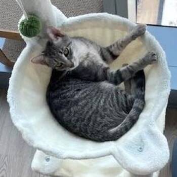 Rescue Domestic Short Hair Cats for Adoption in Chicago, Illinois - Buttercup (& Bubbles) | PetCurious
