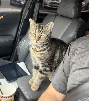 Tabby and Domestic Short Hair Cats Available for Adoption - Marky Mark | PetCurious